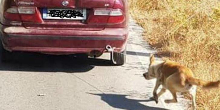 Oλική ανατροπή στην υπόθεση του 73χρονου που έσερνε τον σκύλο με το αυτοκίνητο – Τι αναφέρει φιλόζωος