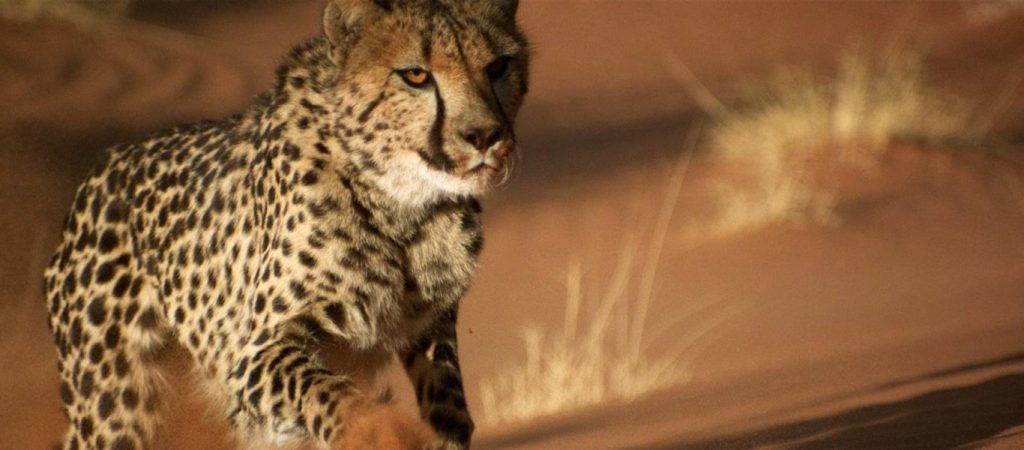 Νέα τρέλα: Υπό εξαφάνιση τα τσιτάχ – Πολλοί εκατομμυριούχοι τα επιλέγουν για… κατοικίδια