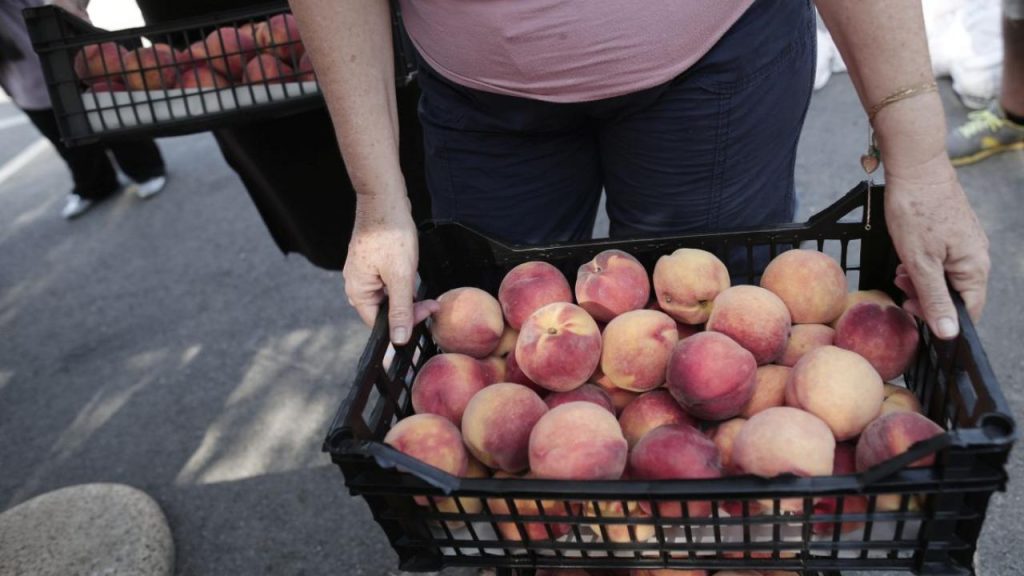 Δέσμευσαν 6 τόνους ακατάλληλα ροδάκινα και δαμάσκηνα από του Ρέντη