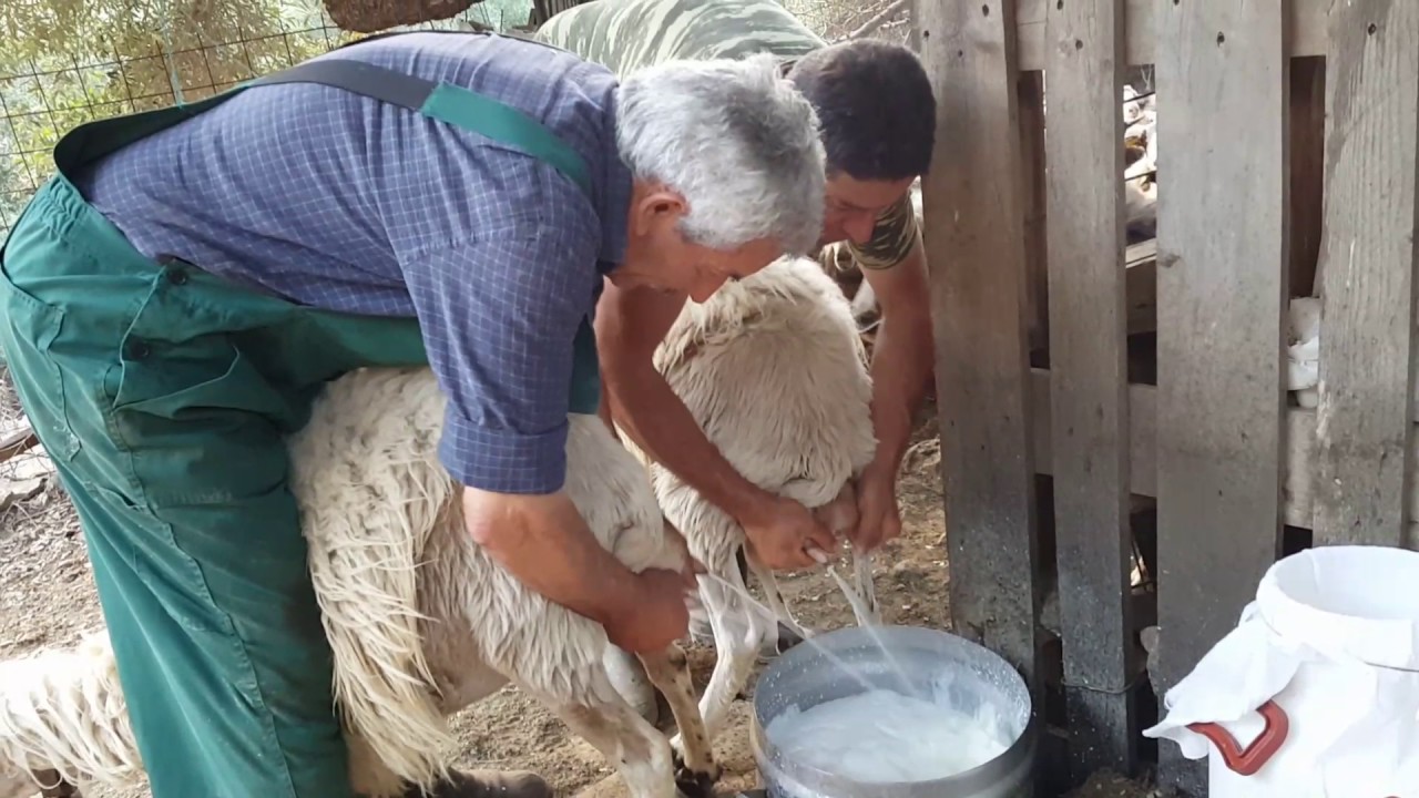 Ο φεμινισμός… σε άλλο επίπεδο: Το άρμεγμα της αγελάδας είναι βιασμoς