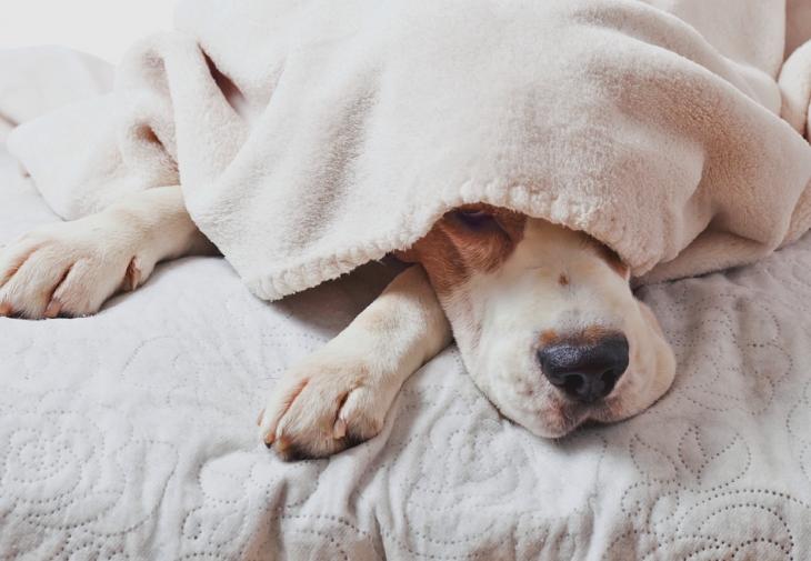 Είναι καλό να κοιμάμαι με το σκύλο μου ή όχι; (φωτο)
