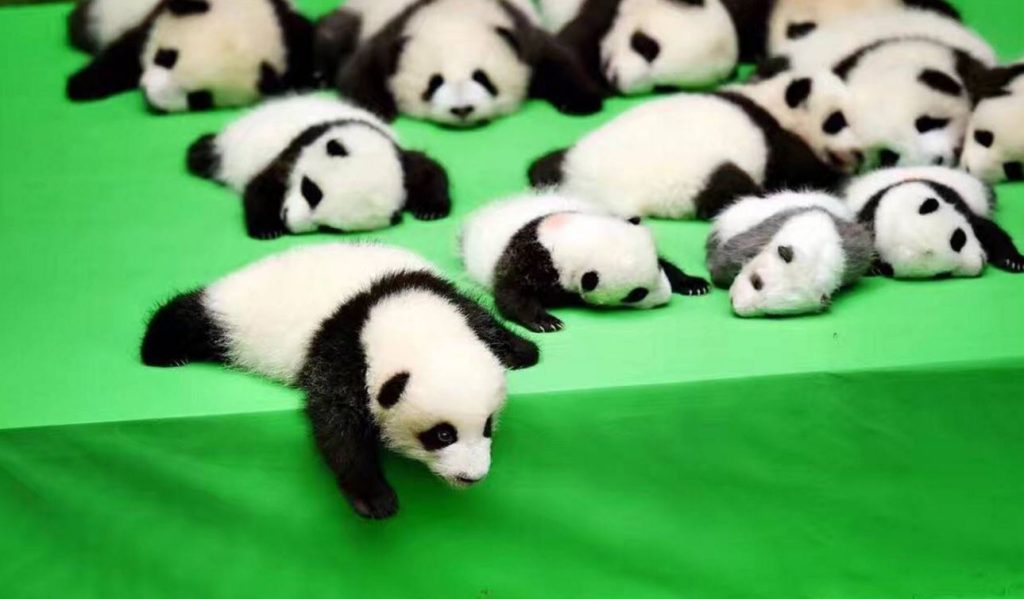 Βερολίνο: Δίδυμα πάντα γεννήθηκαν στον ζωολογικό κήπο (βίντεο)