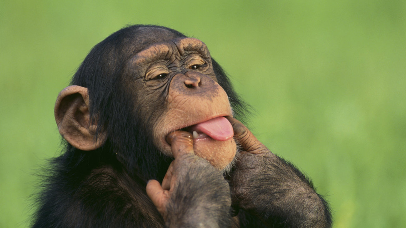 Τολμηρή μαϊμού σπάει τζαμαρία σε ζωολογικό κήπο και προκαλεί «πανικό» (βίντεο)