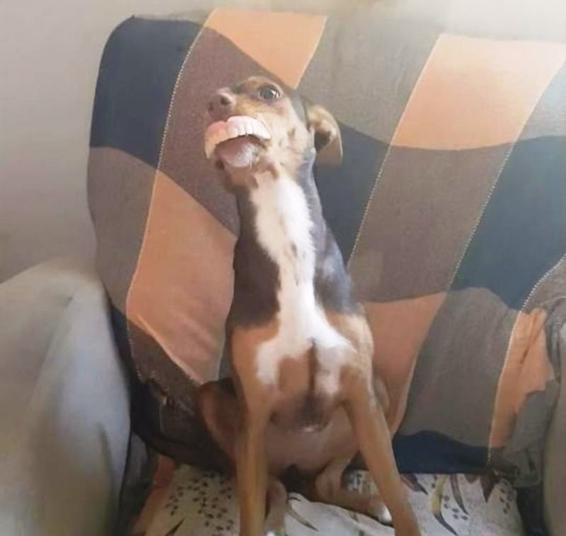 Ούτε στις ταινίες! Ο σκύλος φορούσε την μασέλα της γιαγιάς… (φωτό)