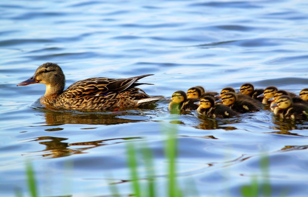 Στο εδώλιο του κατηγορουμένου 50 πάπιες στην Γαλλία, επειδή κάνουν θόρυβο!