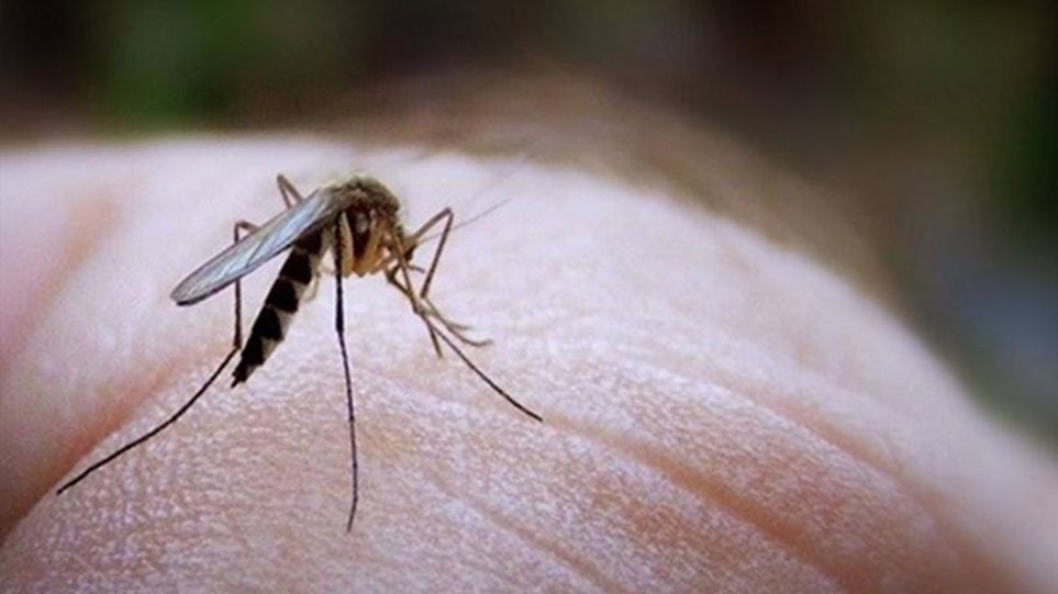 Συνεχίζονται τα συμπτώματα του ιού του δυτικού Νείλου – Δύο θάνατοι και 27 νέα κρούσματα σε μία εβδομάδα