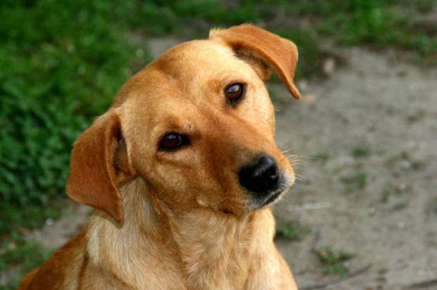 Αυτός είναι ο λόγος που οι σκύλοι γυρίζουν το κεφάλι τους όταν τους μιλάμε