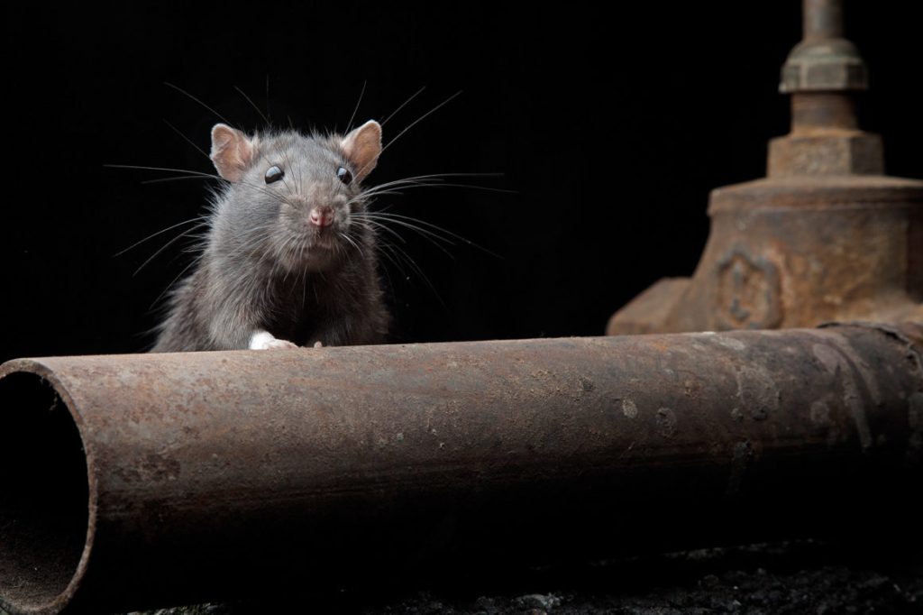 Νέα Υόρκη: Νέο «όπλο» με αλκοόλ για την καταπολέμηση των αρουραίων!
