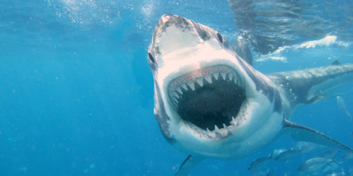 Άλλο πάλι και τούτο: Έρευνα «έδειξε» ότι οι καρχαρίες προτιμούν να τρώνε άντρες