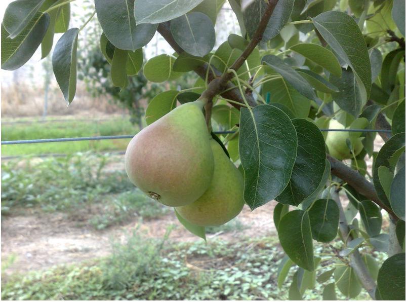 Aυτό το φρούτο είναι το δώρο των Θεών στους ανθρώπους!