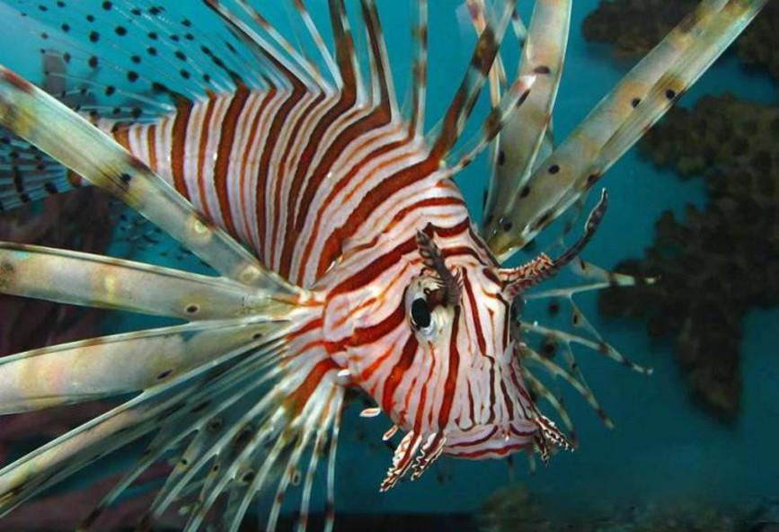 Kυλλήνη: Τρόμος από λιονταρόψαρο!