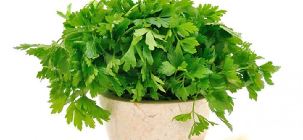 Μαϊντανός: Το βότανο που σε «θωρακίζει» απέναντι σε καρκίνο και διαβήτη!