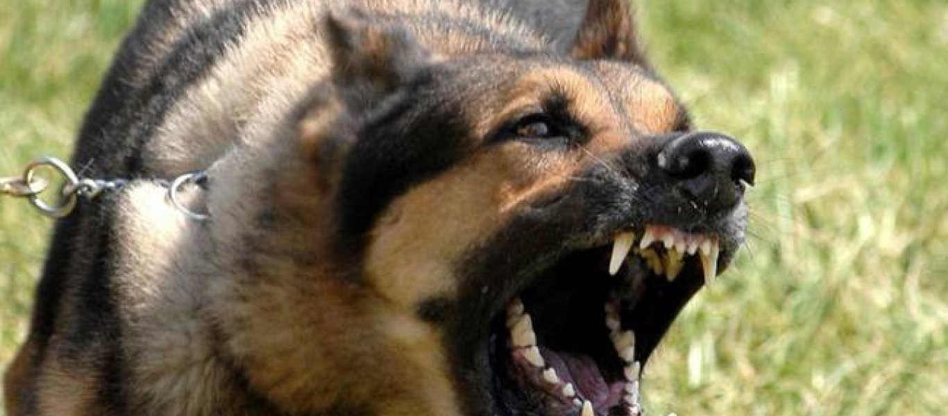 Έβαλαν σκύλο να ορμήξει και να ευνουχίσει άνδρα (βίντεο)