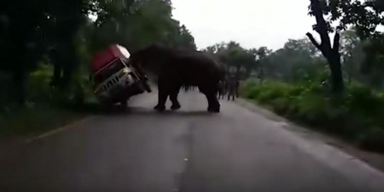 Ινδία: Από θαύμα σώθηκε ο οδηγός – Ελέφαντας σε αμόκ ανατρέπει παρκαρισμένο φορτηγό (βίντεο)