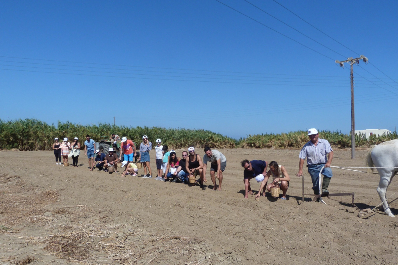 Νάξος: Βρέθηκαν στην γιορτή πατάτας και γεύτηκαν τις τοπικές συνταγές (φωτο)