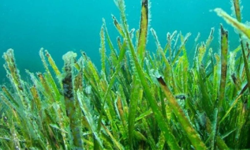 Σε συναγερμό έξι παραλίες της Γαλλίας: Φύκι που ξεβράζεται είναι ικανό να σε σκοτώσει σε δευτερόλεπτα