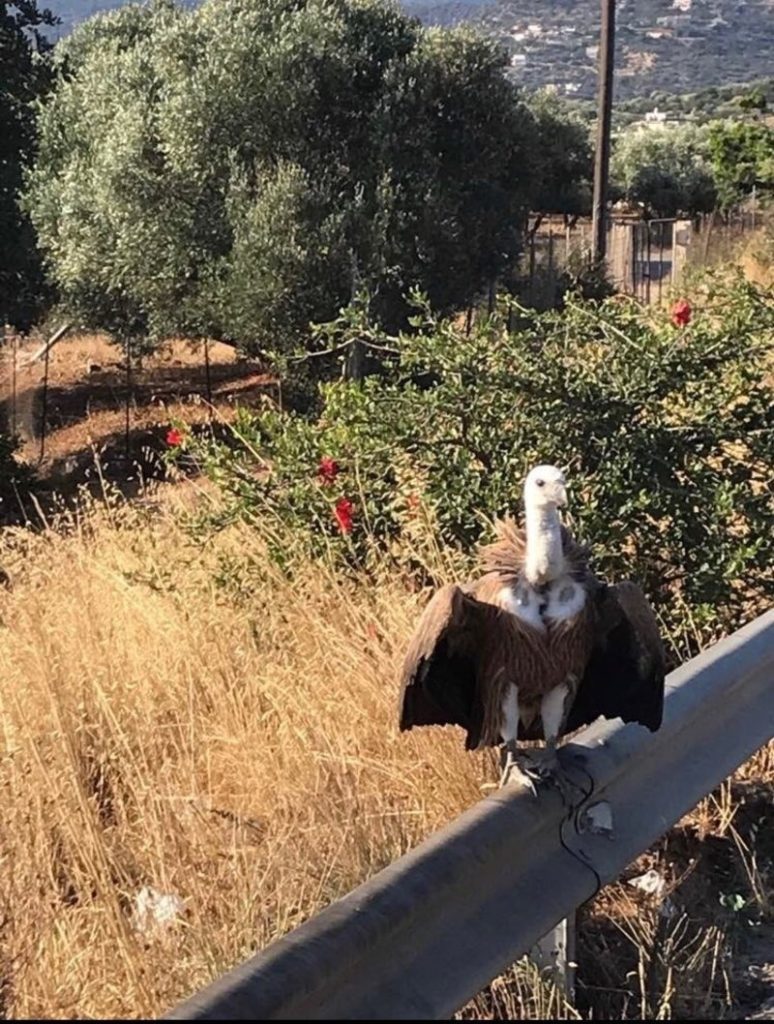 Η τροχαία Κρήτης κλήθηκε να «συλλάβει» έναν…γυπαετό (φώτο)