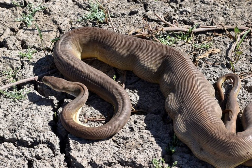 Aυστραλία: Πύθωνας απήγαγε πύθωνα – Η κατάληξη μας αφήνει με το στόμα ανοιχτό (φωτο)