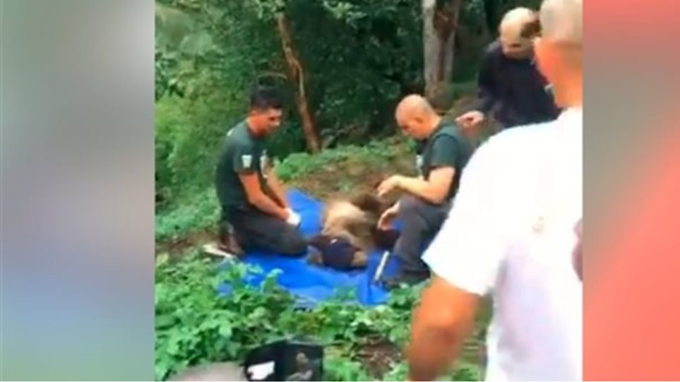 Επιχείρηση διάσωσης για παγιδευμένο αρκουδάκι στα Ιωάννινα