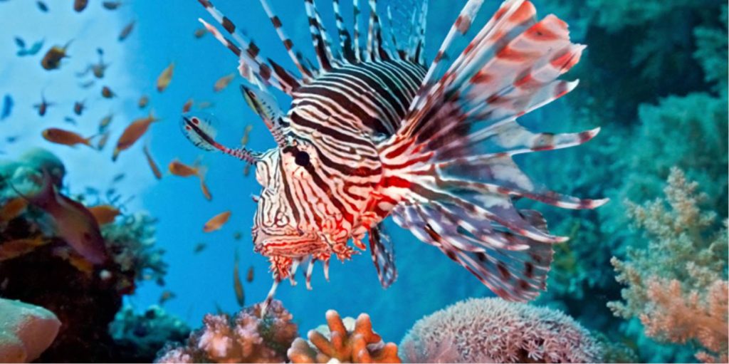 «Πανικός» στα Χανιά: Εθεάθη επικίνδυνο λεοντόψαρο σε παραλία (φωτο)