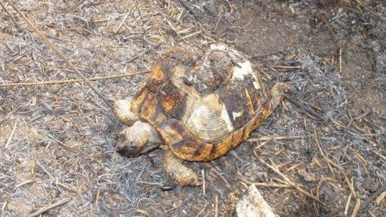 Φωτιά έκαψε χελώνες στον υγρότοπο του Θερμαϊκού