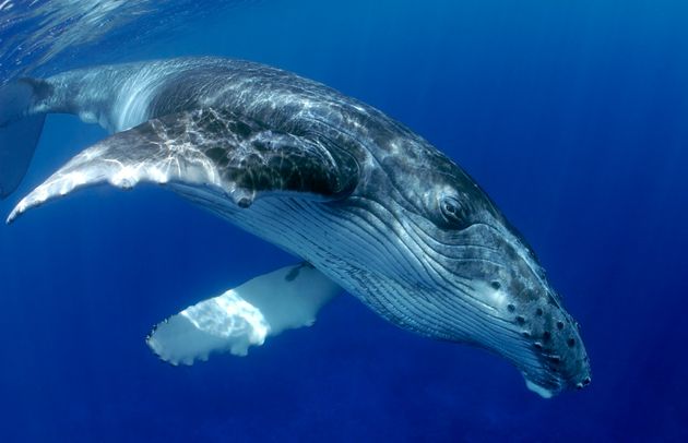 Eμφανίστηκε φάλαινα στην Πρέβεζα – Την απαθανάτισε ζευγάρι τουριστών (φωτο)