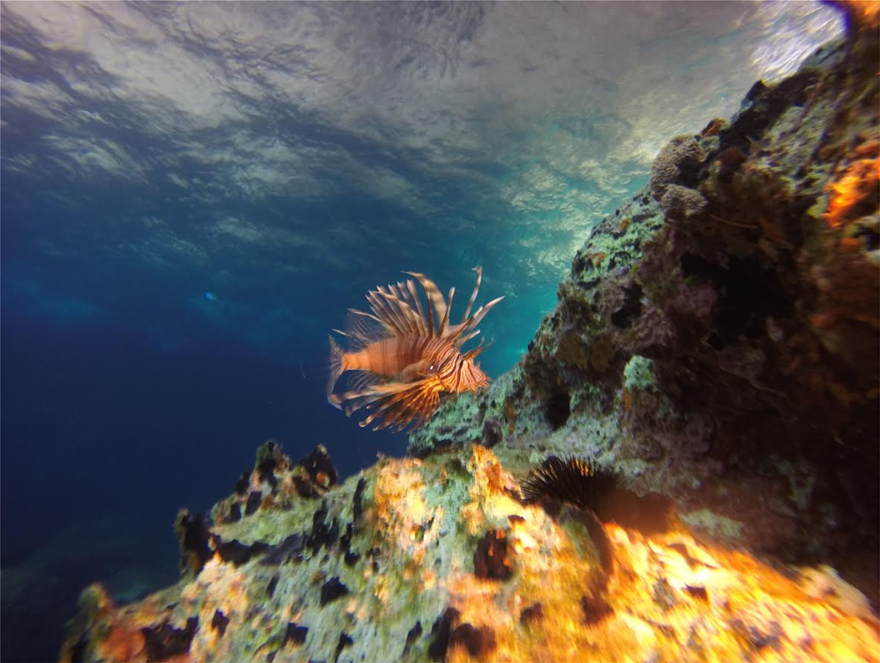 Ανησυχία έπειτα την εμφάνιση λεοντόψαρου και στην Πάρο (φώτο)