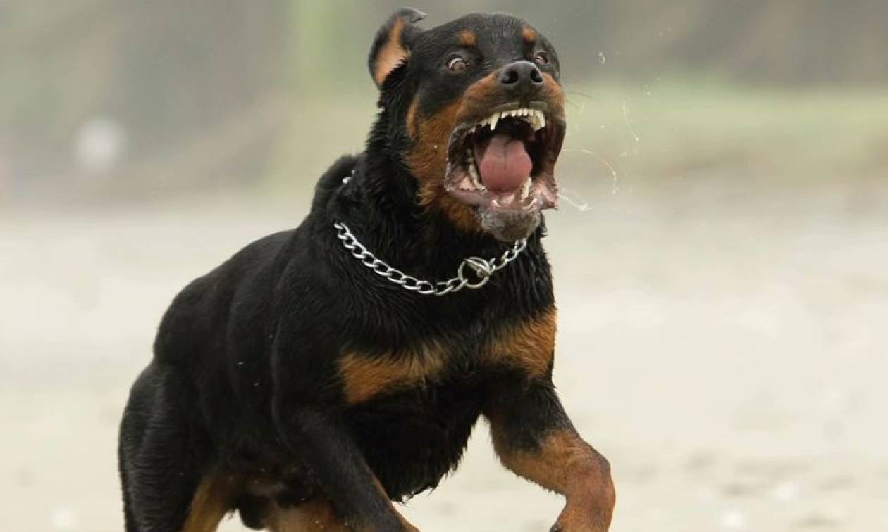 Οι 10 πιο επικίνδυνες ράτσες σκύλων