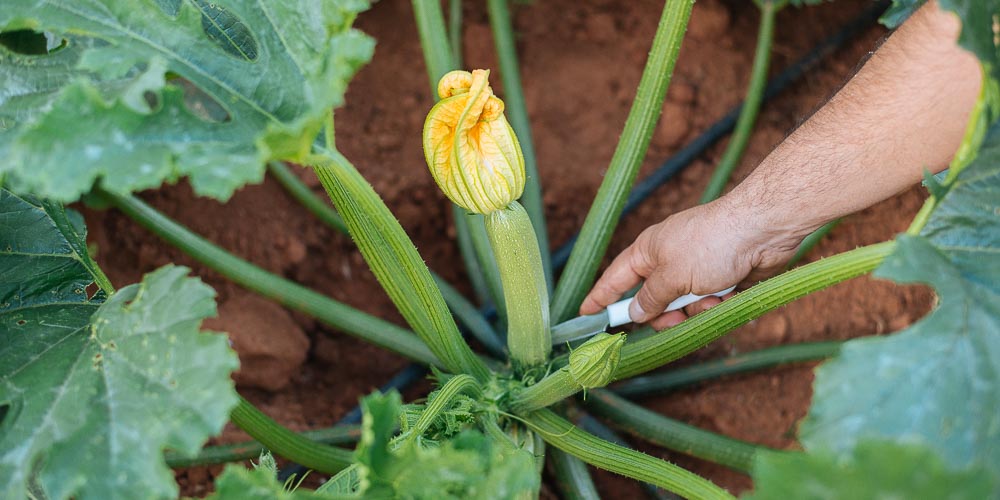 Oι φθινοπωρινές τροφές έχουν οφέλη για τον οργανισμό μας