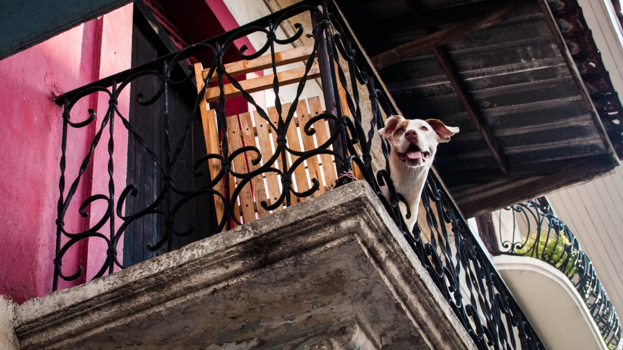 Γιατί ένας σκύλος γαβγίζει στο μπαλκόνι και πως τον σταματάμε