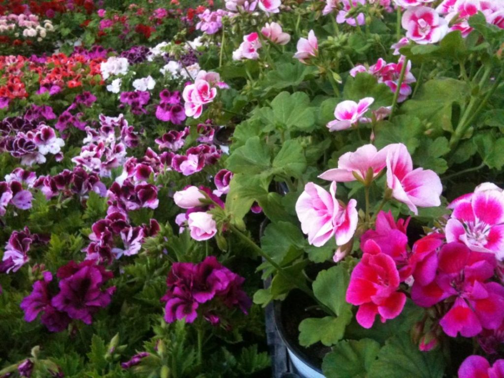 Το λουλούδι με τις «υπερδυνάμεις» που μπορεί να νικήσει μέχρι και τον καρκίνο