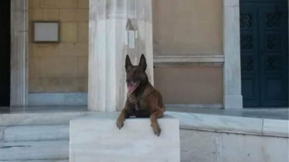 Το «αντίο» της ΕΛΑΣ στον σκύλο της αστυνομίας που εντόπιζε εκρηκτικά (φωτο)