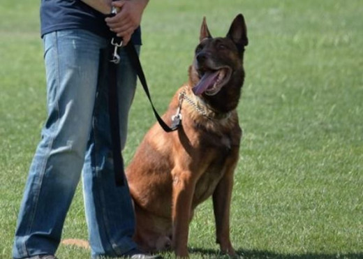 Η ΕΛ.ΑΣ. αποχαιρετά τον Άρη, το σκύλο που έβρισκε εκρηκτικά (φώτο)