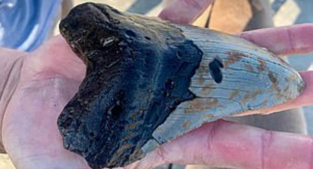 Βρήκε αυτό το πράγμα στην παραλία – Δεν μπορούσε να καταλάβει τι είναι