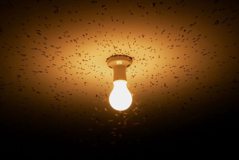 Γιατί τα έντομα πάντα πάνε στο φως;