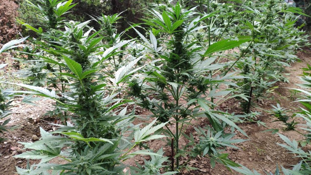 Ηλεία: Τρεις συλλήψεις για φυτεία κάνναβης