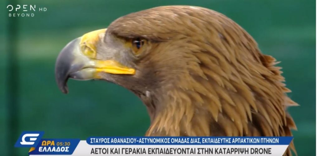 Πως μπορούν τα γεράκια να ρίξουν drones – Το περιστατικό της δεξίωσης της Γ. Αγγελοπούλου (βίντεο)