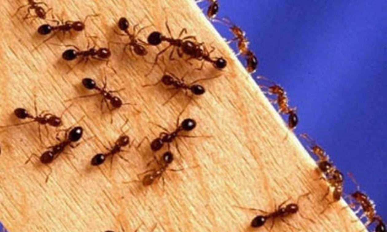 Έξι φυσικοί τρόποι για να απαλλαγείτε οριστικά από τα μυρμήγκια στο σπίτι