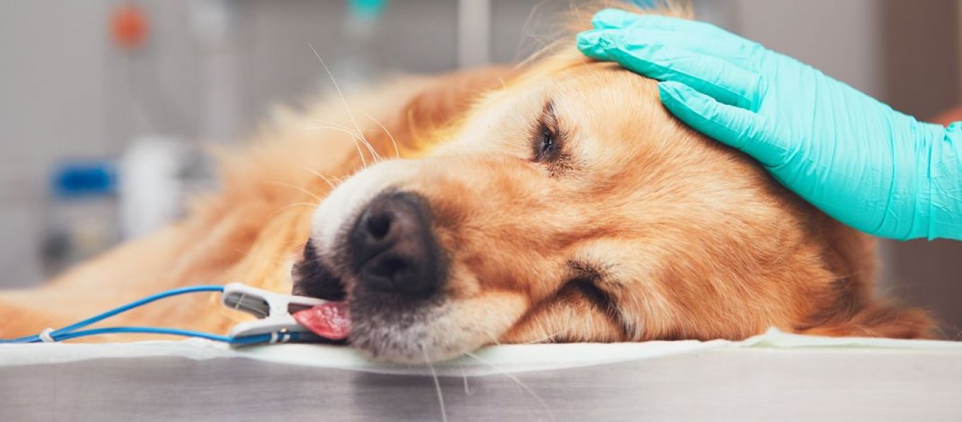 Φρίκη: Νεκροί 26 σκύλοι από φόλες στην Φλώρινα – Τι καταγγέλλει ο Αρκτούρος (φωτο)