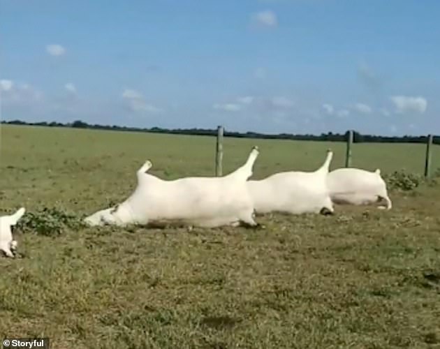 Bίντεο κάνει το γύρω του διαδικτύου – Νεκρές 23 αγελάδες από κεραυνό (βίντεο)
