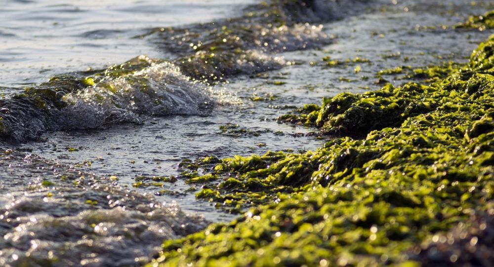 Γαλλία: Οι ακτές της Βρετάνης είναι γεμάτες τοξικά φύκια – «Μπορεί να σκοτώσει σε δευτερόλεπτα» (βίντεο)