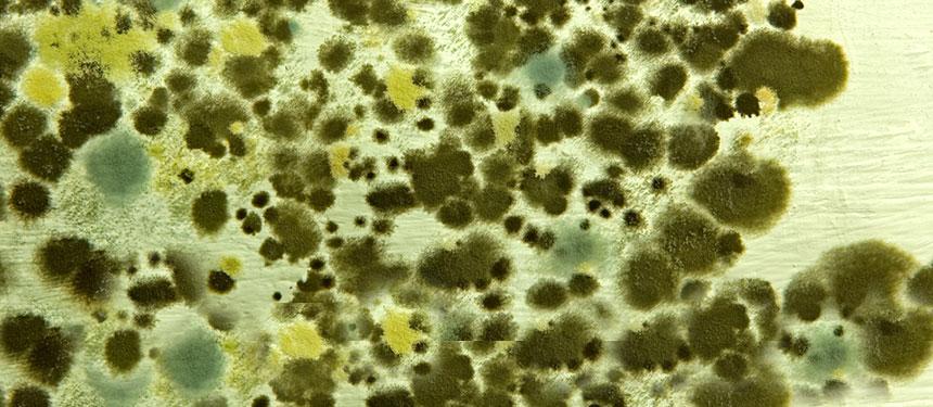 Mυρίζει το σπίτι υγρασία; – Με αυτό το κόλπο θα αλλάξει μυρωδιά