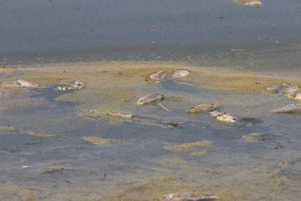 «Αργοπεθαίνει» η λίμνη Κορώνεια – Δεκάδες ψάρια νεκρά στις όχθες του (φώτο)