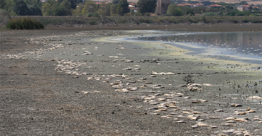Κορώνεια: Πτώση στη στάθμη του νερού με χιλιάδες νεκρά ψάρια (φωτο)