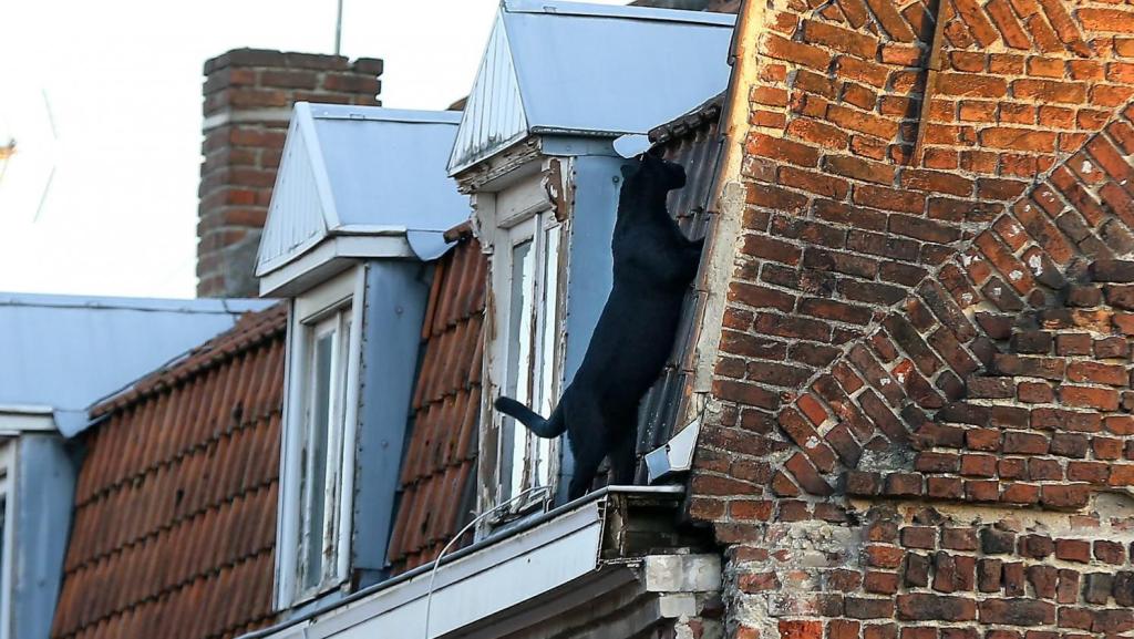 Μαύρος πάνθηρας βρέθηκε να περπατά σε ταράτσα σπιτιού στη Γαλλία – Άγνωστο το πως βρέθηκε εκεί (φωτο-βίντεο)