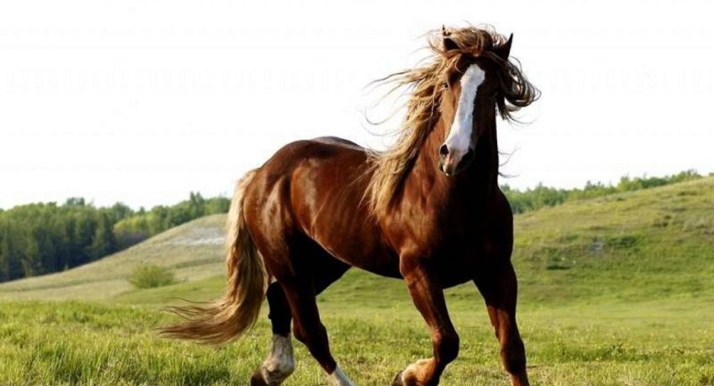 Λέσβος: Άφησαν ηλικιωμένο άλογο να πεθάνει – Τα αφήνουν να λιμοκτονούν (βίντεο)