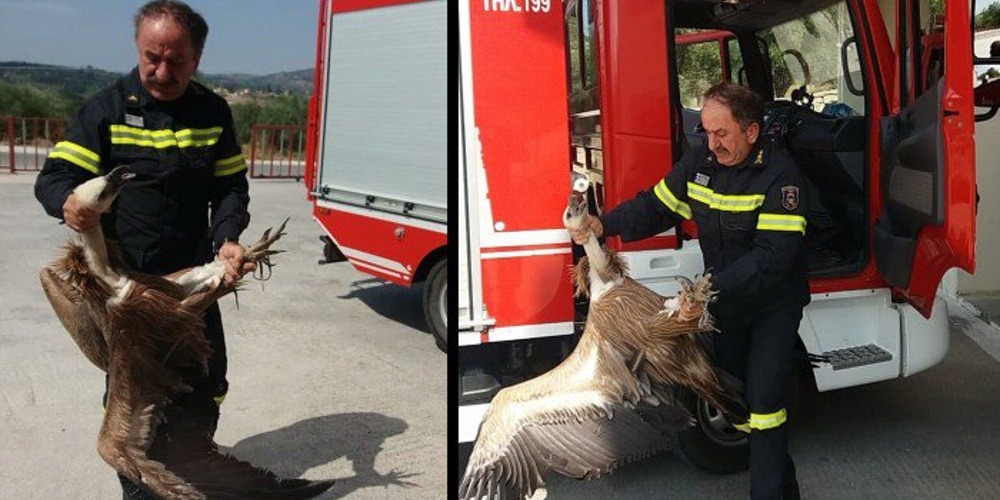 Χανιά: Γύπας έπεσε πάνω σε λεωφορείο την εθνική οδό (φωτο-βίντεο)