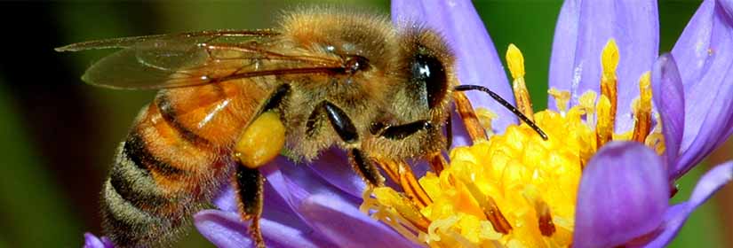 Τι θα γινόταν εάν εξαφανίζονταν οι μέλισσες;