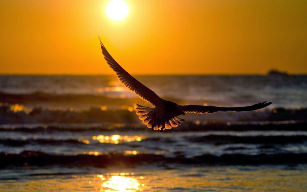 Αυτό είναι το πουλί που μπορεί να γυρίσει τον κόσμο χωρίς να προσγειωθεί (βίντεο)