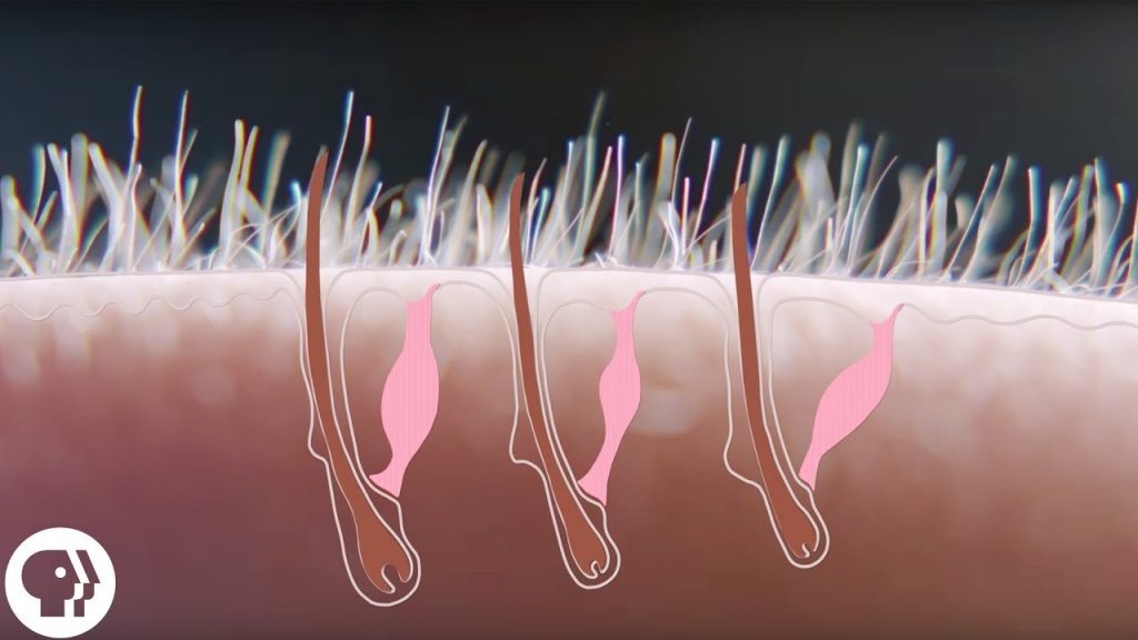 Λύθηκε το… μυστήριο: Να γιατί σηκώνονται οι τρίχες μας όταν ανατριχιάζουμε